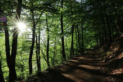 Sunlight streaming through trees in forest