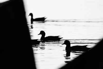 Birds in lake