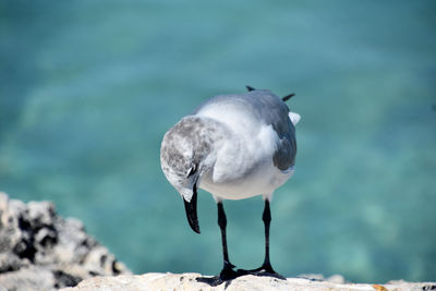 Adorable laughing gull looking down at his feet in aruba.