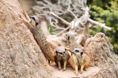 Close-up of meerkats on rock