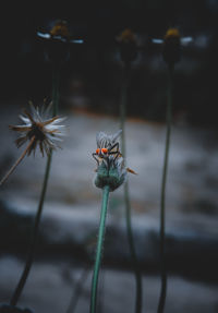 Close-up of insect on plant