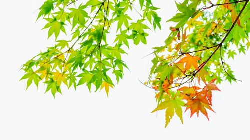 Low angle view of leaves on tree