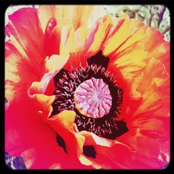 Close-up of red flowers