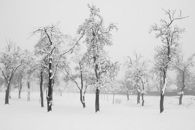 Trees on snow covered field against sky