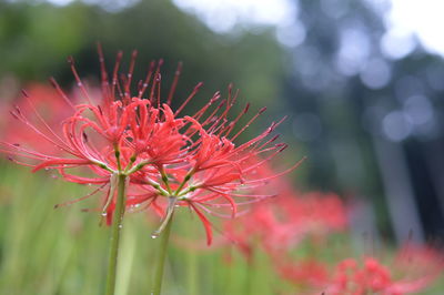 Close-up of red flowering plant