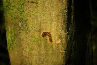 Close-up of lizard on tree trunk in forest