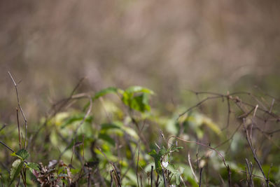 Close-up of plants growing on field