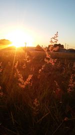 Sun shining over landscape