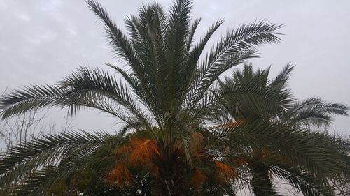 Low angle view of palm tree against sky