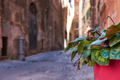 Close-up of plant against wall in city