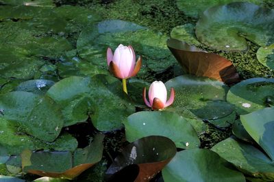 Close-up of lotus water lily