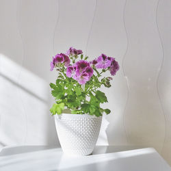 Close-up of potted plant on table