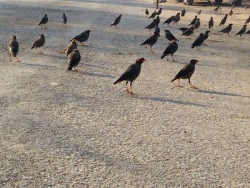 Birds perching on water