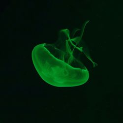 Close-up of jellyfish against black background