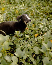 Dog on field