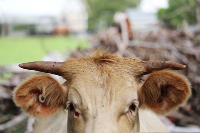 Portrait of cow on field