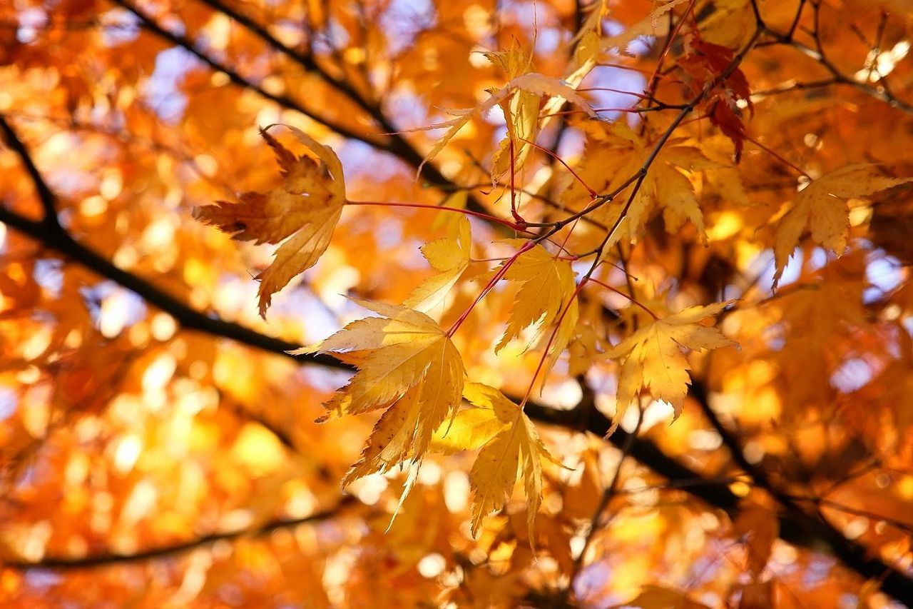 autumn, leaf, change, nature, beauty in nature, branch, maple leaf, maple tree, tree, maple, leaves, outdoors, selective focus, day, scenics, fragility, growth, low angle view, no people, close-up