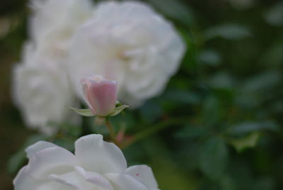 Close-up of white rose