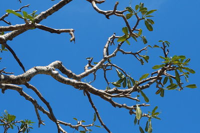 Low angle view of bird perching on tree against blue sky