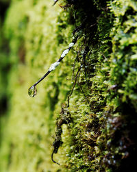 Close-up of wet twig on branch
