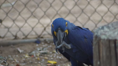 Close-up of bird perching outdoors