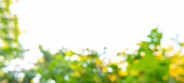 Close-up of fresh green leaves against sky