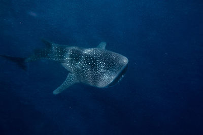 Fish swimming in sea