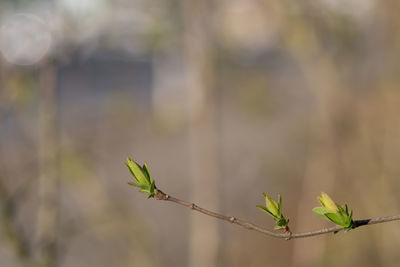 Close-up of plant leaves