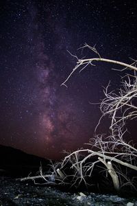 Fireworks against sky at night