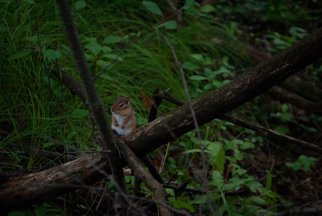 forest, tree, rainforest, animal, animal wildlife, animal themes, jungle, plant, branch, wildlife, natural environment, one animal, nature, woodland, green, land, no people, mammal, outdoors, leaf, bird, day, perching