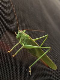 High angle view of insect on leaf