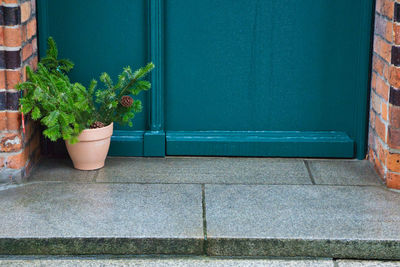 Potted plant on window sill