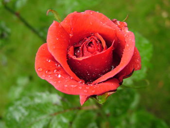 Close-up of red rose