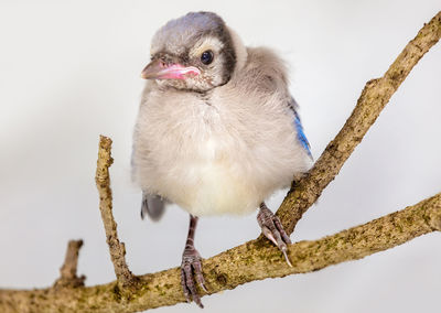 Low angle view of bird perching on branch