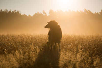 Dog on grassy field during sunset