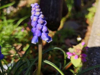 Close-up of purple flowering plants