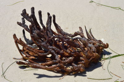 Close-up of dead plant