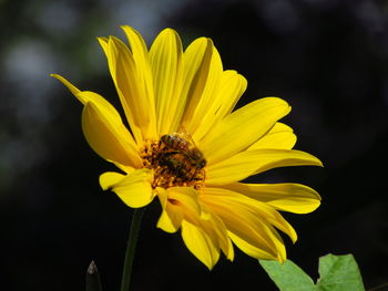 Close-up of bee on yellow flower