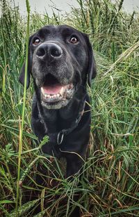 Portrait of a dog on field