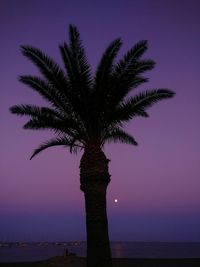 Silhouette palm tree against sky at night