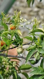Close-up of plant