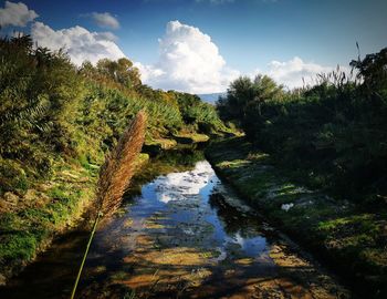 Scenic view of river amidst trees against sky