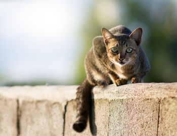 Close-up portrait of cat on wall