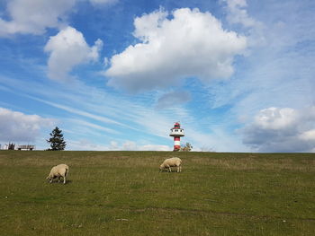 View of sheep on field against sky