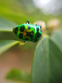 Close-up of insect on leaf