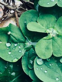 Close-up of raindrops on leaves