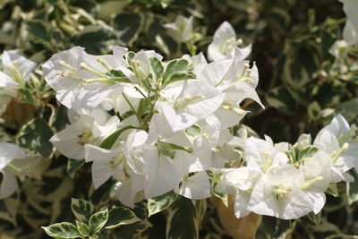 Close-up of white flowering plant leaves