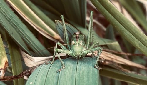 Close-up of insect on plant