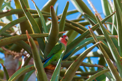 Close-up of bird perching on plant