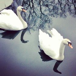 Birds floating on water